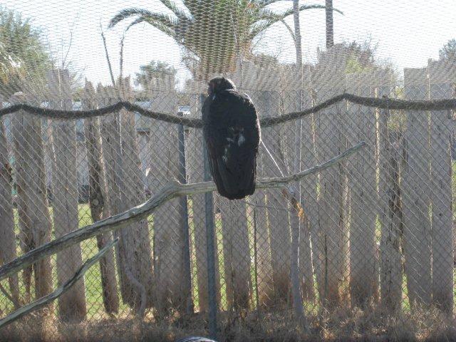 Vulture